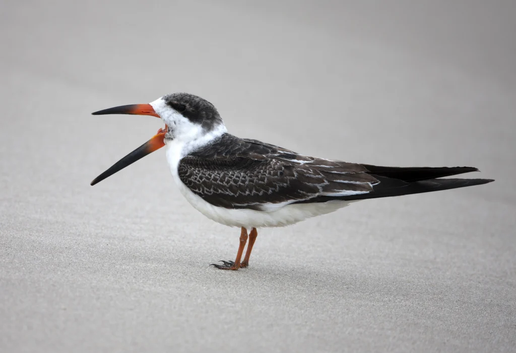 Black Skimmer (Rynchops niger niger), Northern subspecies, juvenile resting on a sandy beach and calling in Cape May, New Jersey.