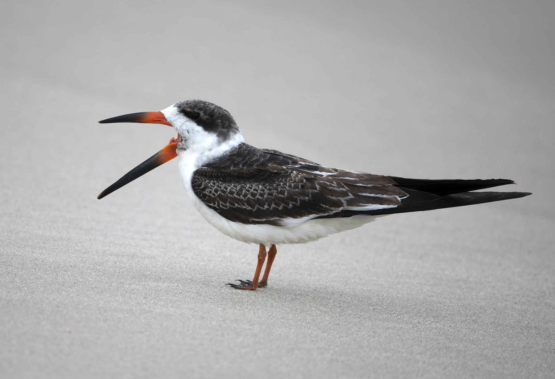 Black Skimmer (Rynchops niger niger), Northern subspecies, juvenile resting on a sandy beach and calling in Cape May, New Jersey.