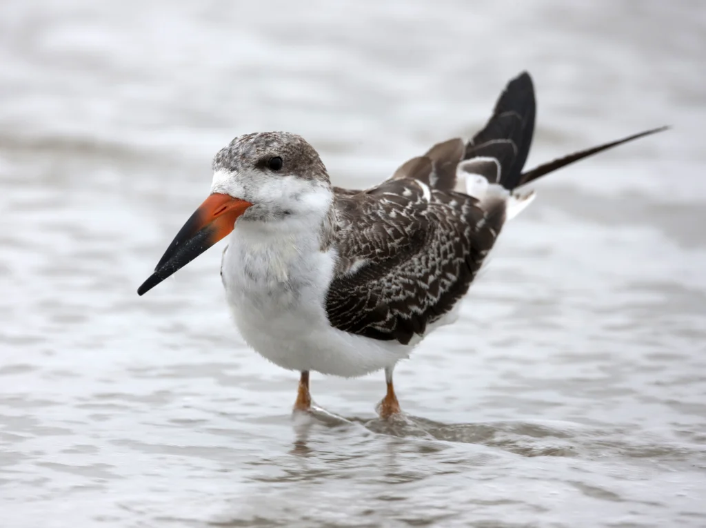 Black Skimmer (Rynchops niger niger), Northern subspecies, juvenile resting in the surf on a sandy beach in Cape May, New Jersey.