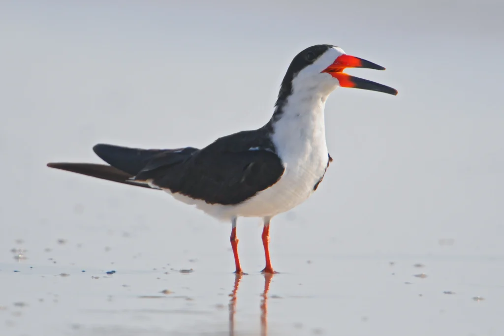 Black Skimmer. Photo by FloridaStock, Shutterstock.