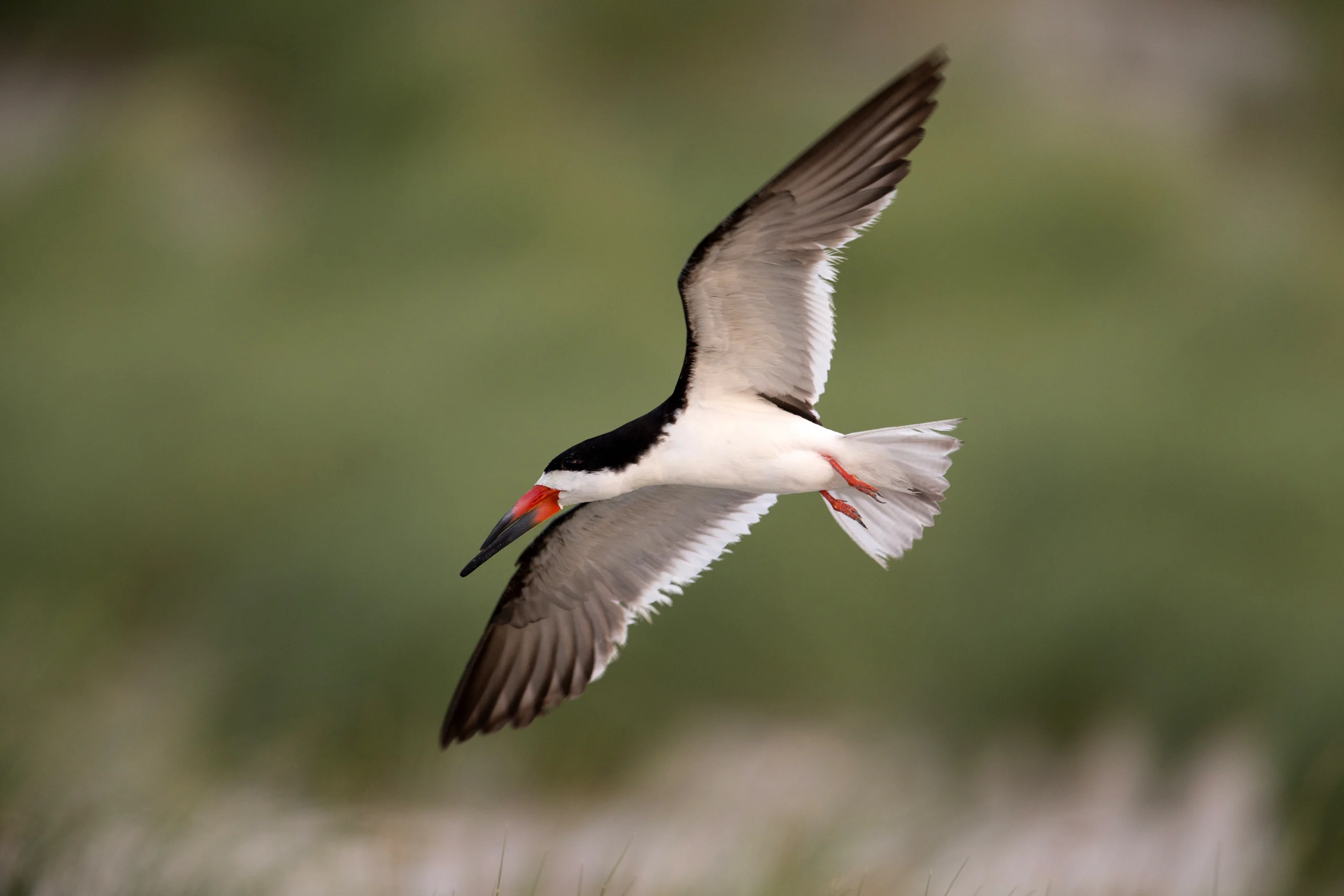 Black Skimmer (Rynchops niger niger), Northern subspecies, adult in flight at Nickerson Beach Park in Lido, New York.