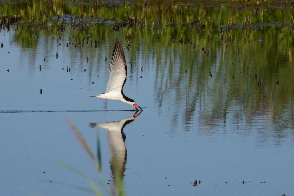 Black Skimmer in flight with beak in water. Photo by Warren Cooke.