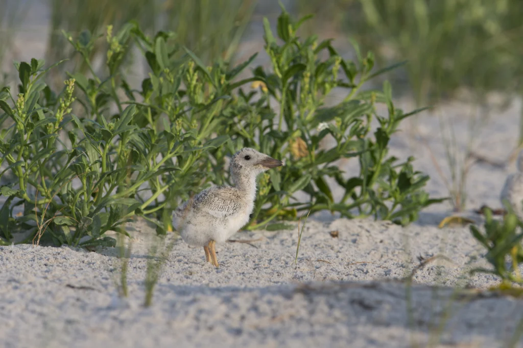 Black Skimmer (Rynchops niger niger), Northern subspecies, downy chick well camouflaged and waiting in the sand to be fed by a parent at Nickerson Beach Park on Long Island, New York.