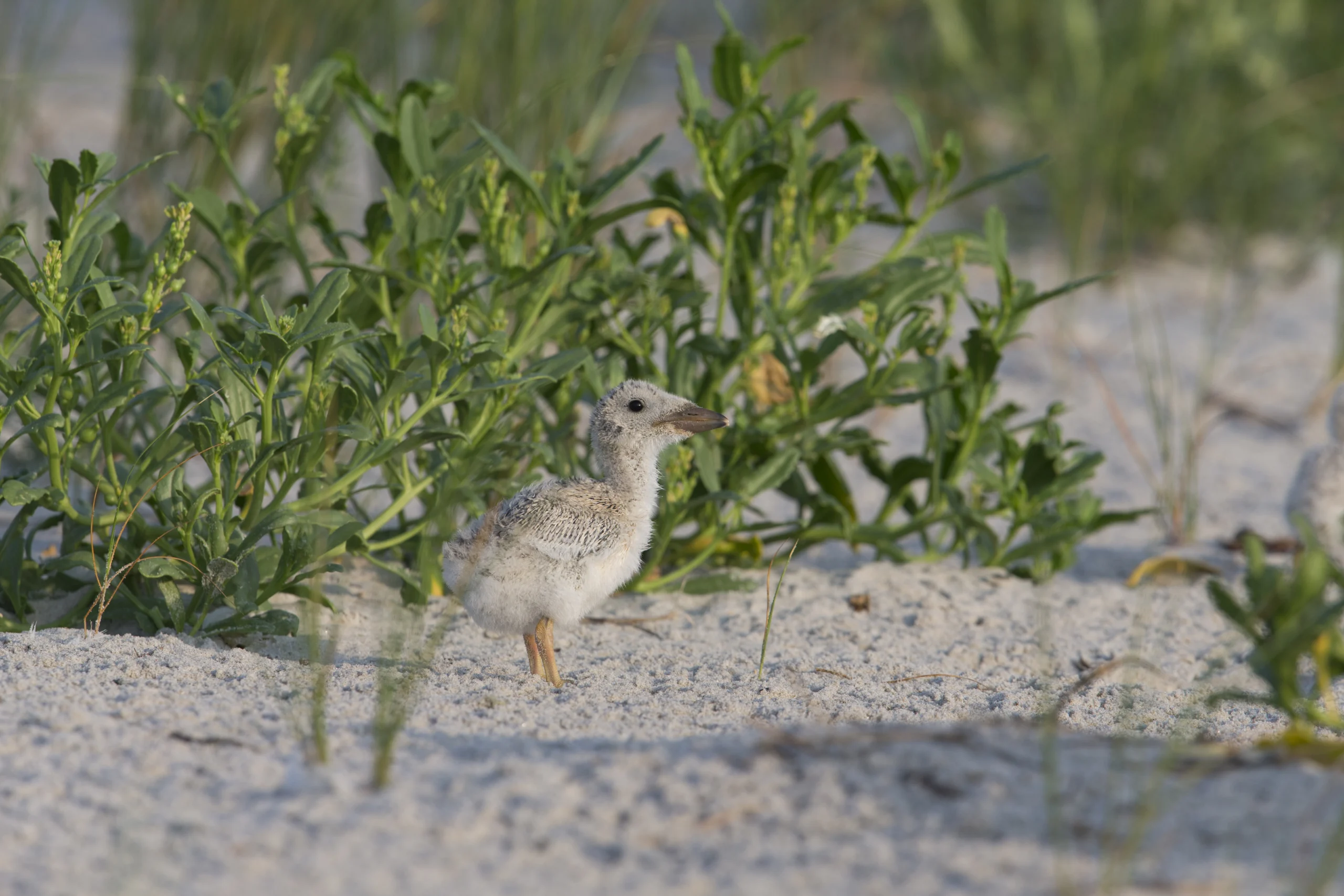 Black Skimmer (Rynchops niger niger), Northern subspecies, downy chick well camouflaged and waiting in the sand to be fed by a parent at Nickerson Beach Park on Long Island, New York.
