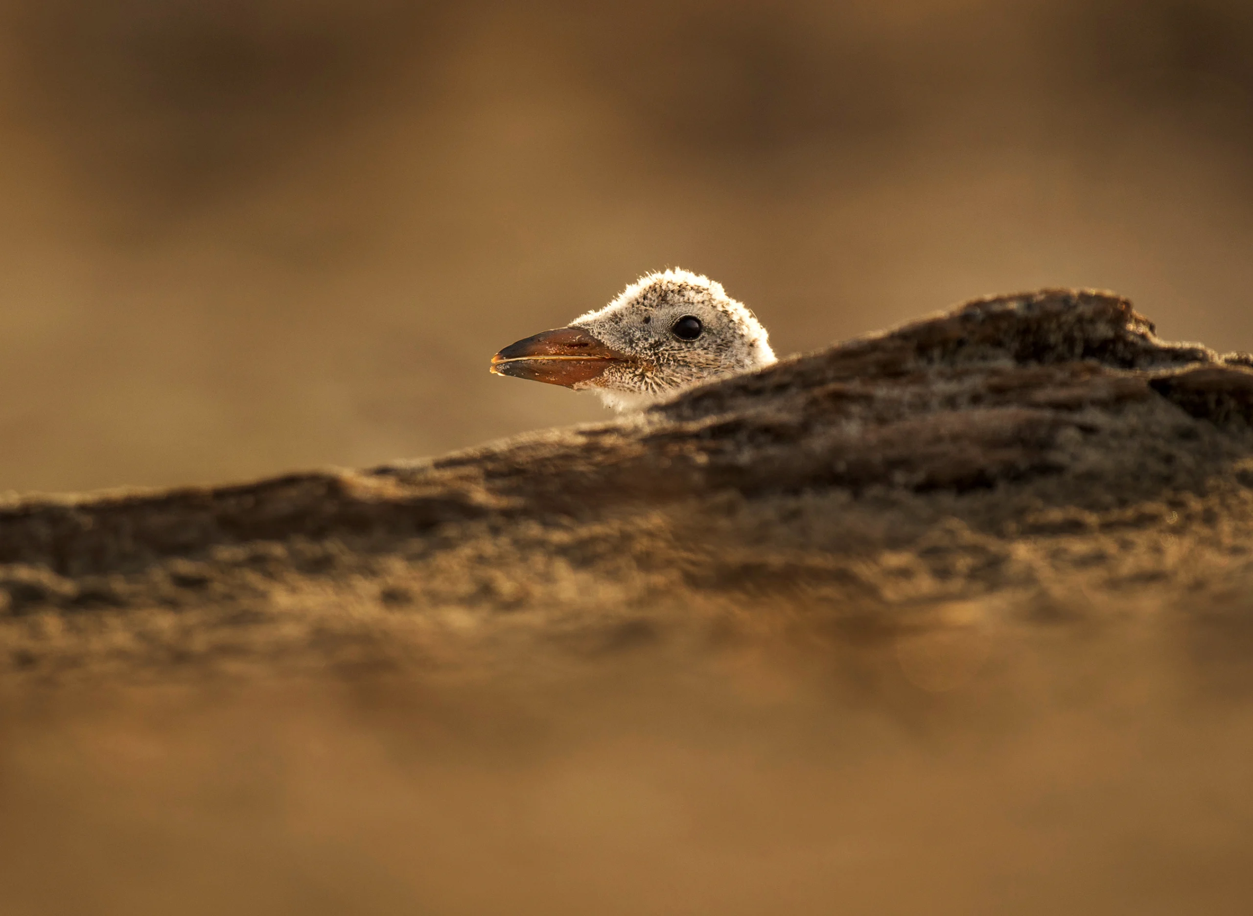Black Skimmer chick in nest. Photo by Ray Hennessy, Shutterstock.
