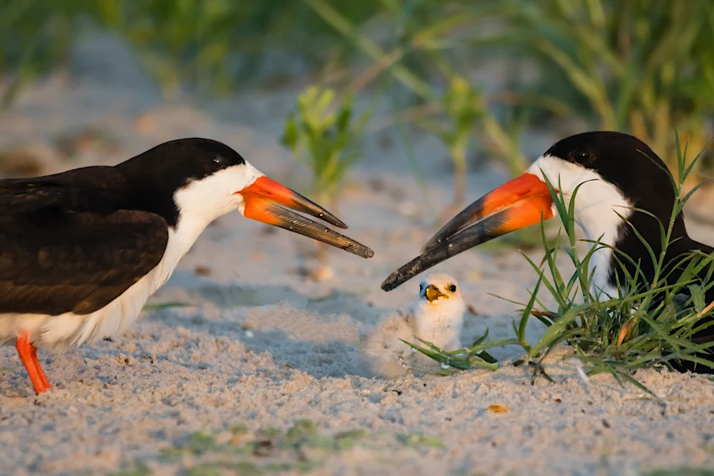 Black Skimmers and chick. Photo by Jay Gao, Shutterstock.