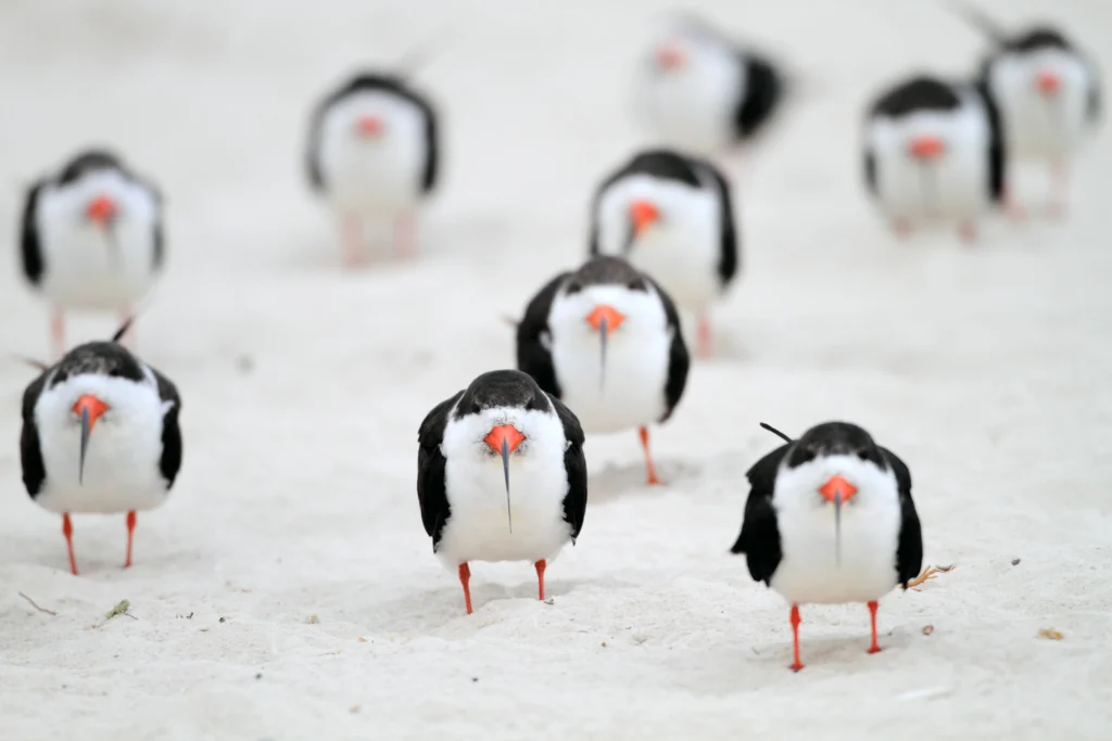 Black Skimmers facing front. Photo by feathercollector, Shutterstock.