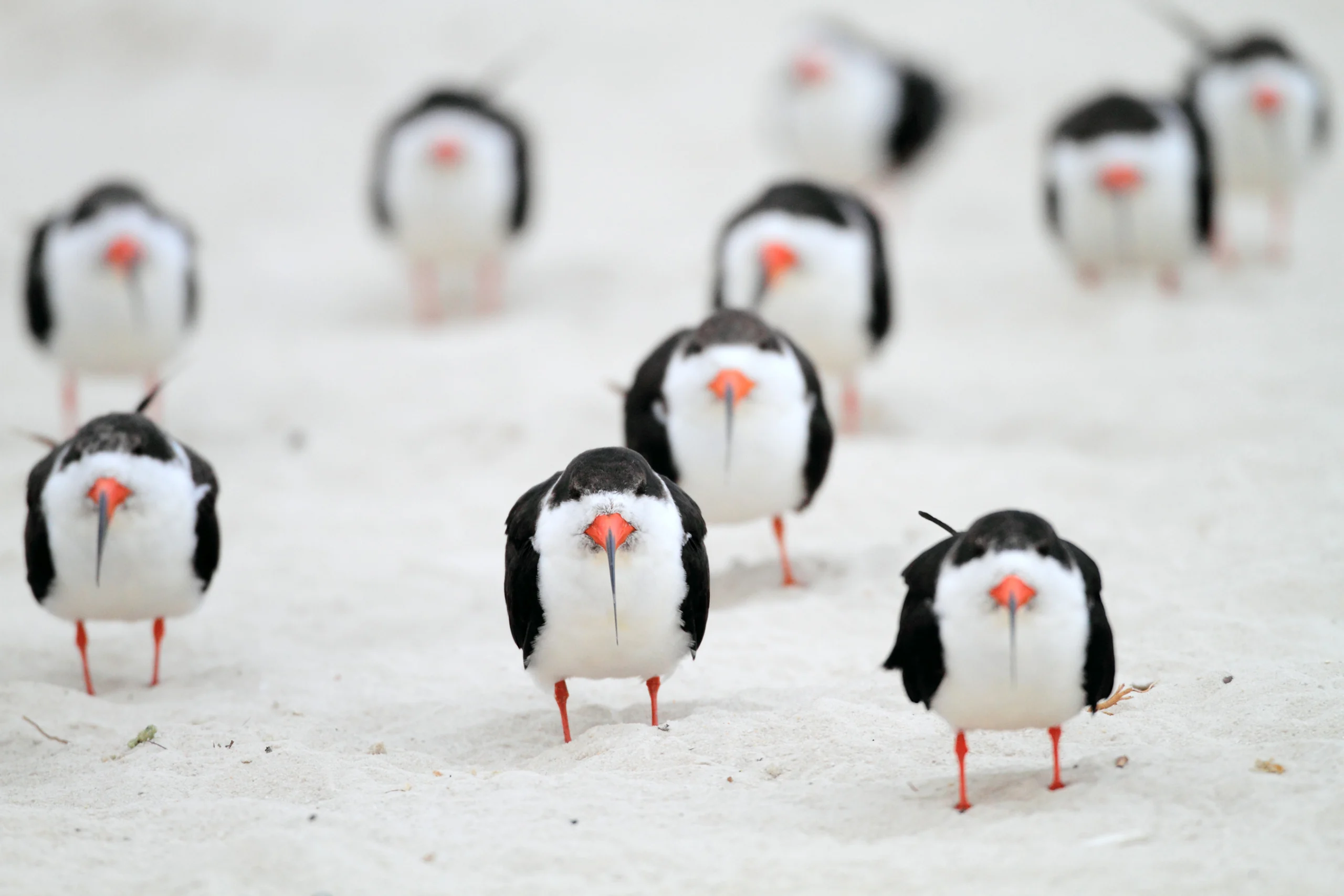Black Skimmers facing front. Photo by feathercollector, Shutterstock.