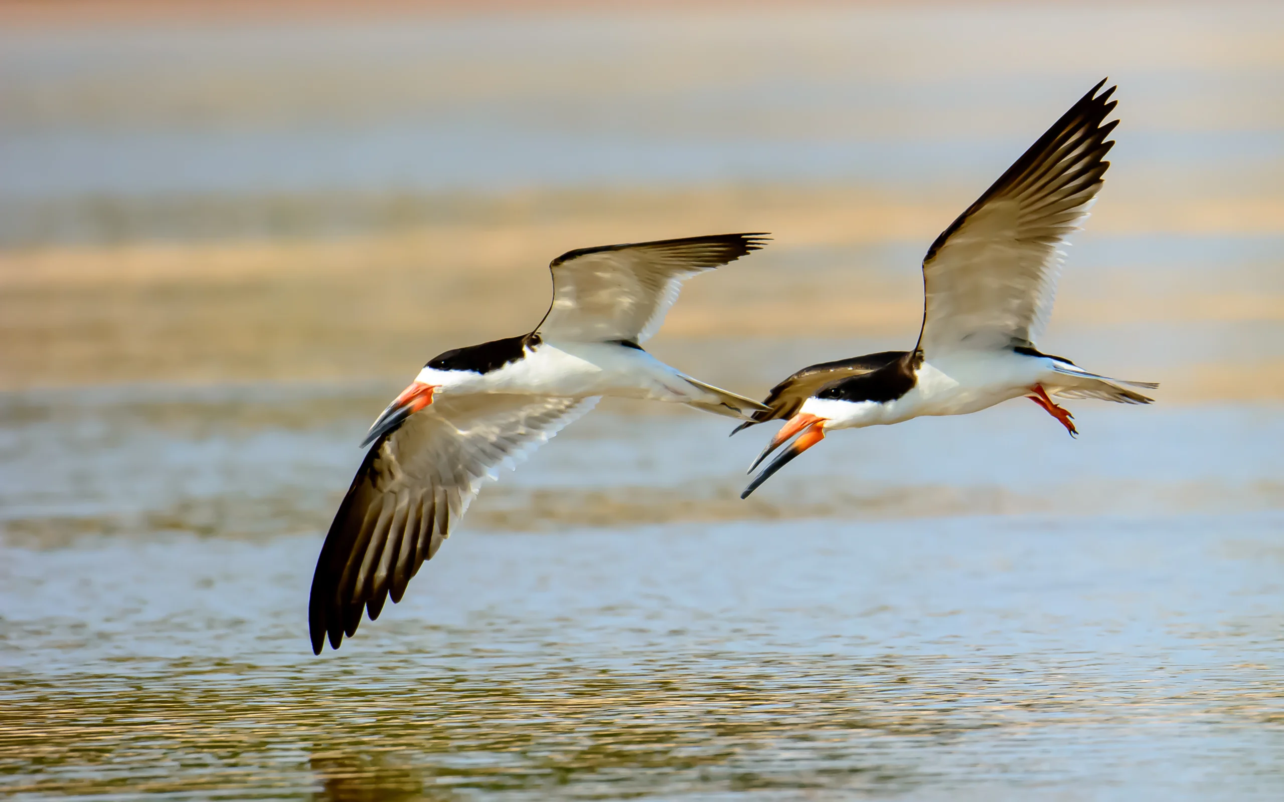 Black Skimmers in flight. Photo by JT Platt, Shutterstock.