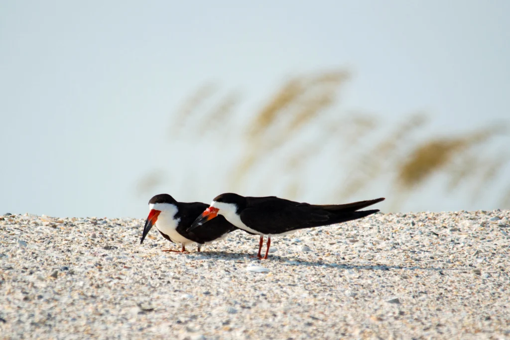 Black Skimmers. Photo by Paul St. Clair, Shutterstock.