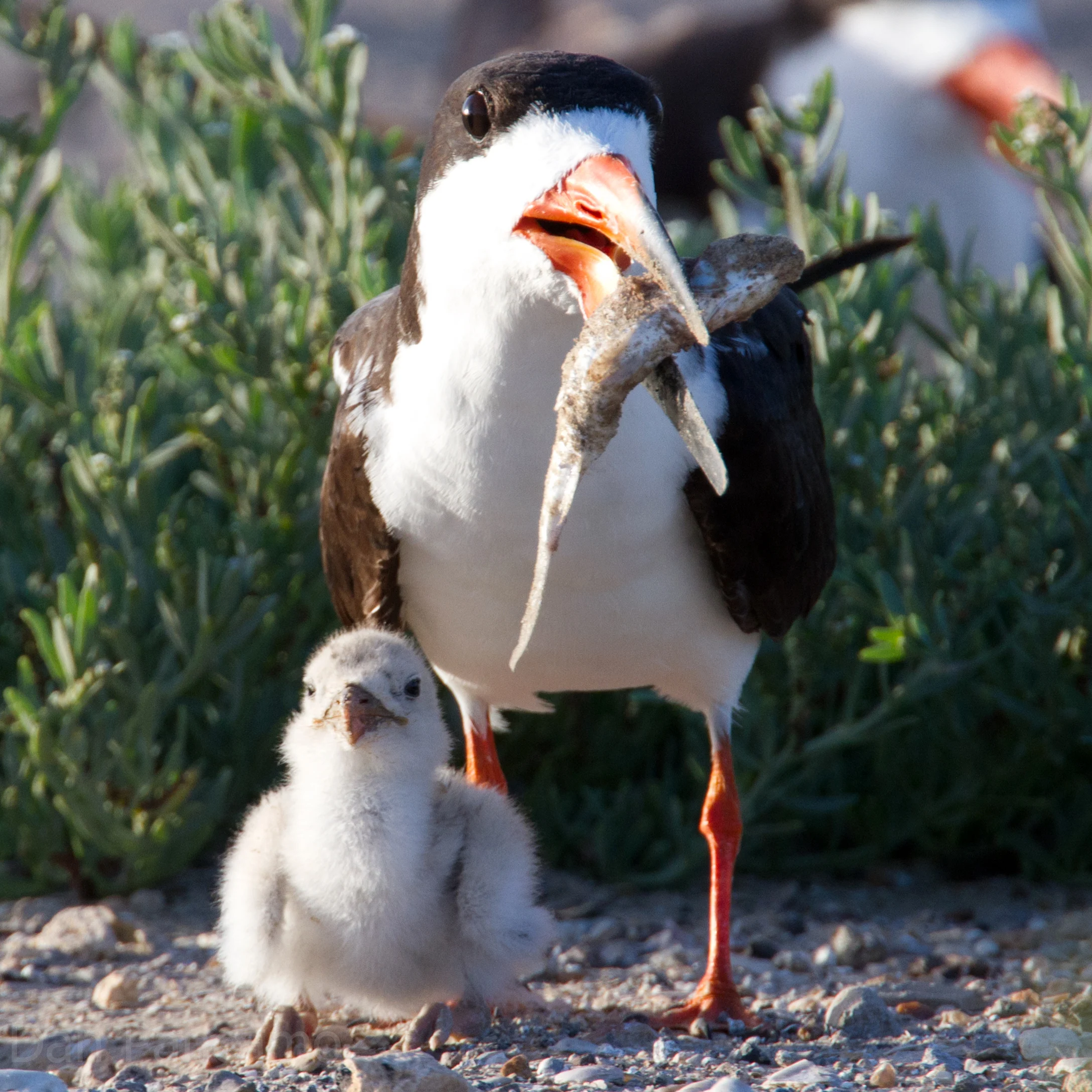 Black Skimmer with fish and chick. Photo by Dan Pancamo.