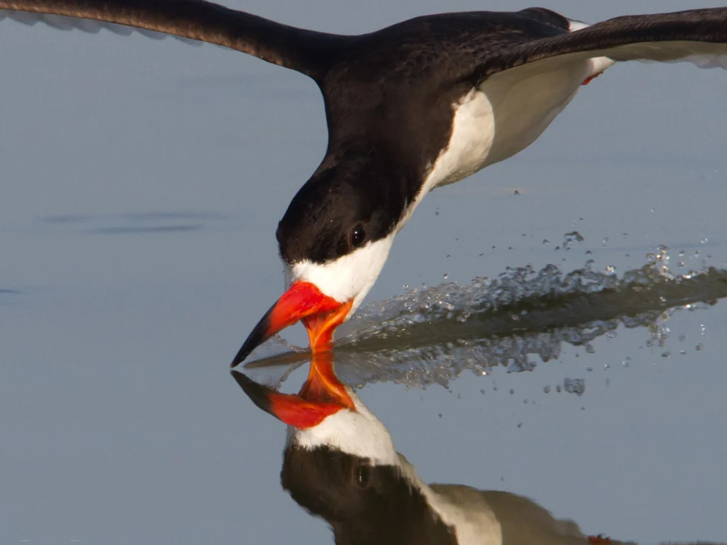 Black Skimmer in flight with beak in water. Photo by Dan Pancamo.