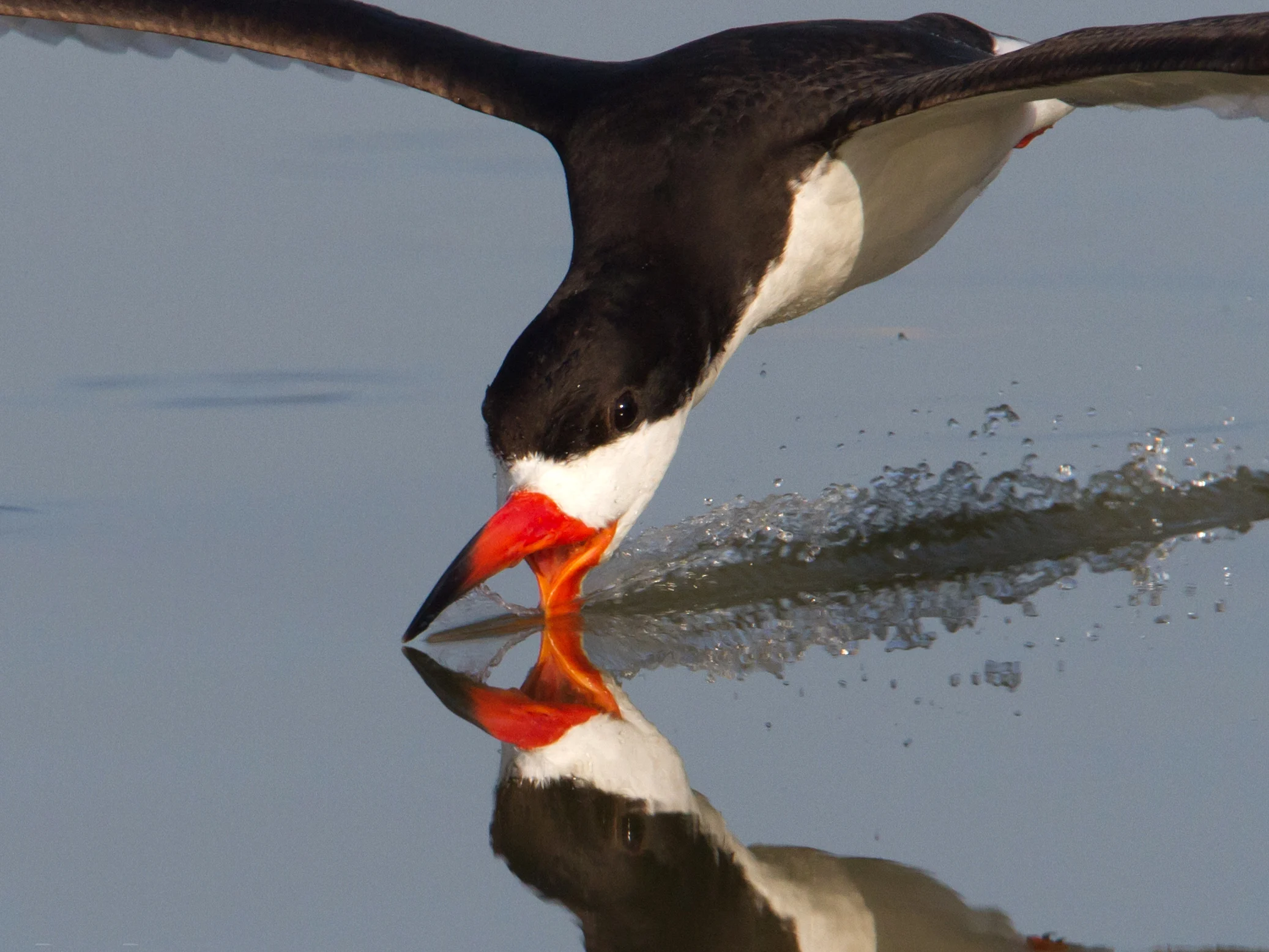 Black Skimmer in flight with beak in water. Photo by Dan Pancamo.