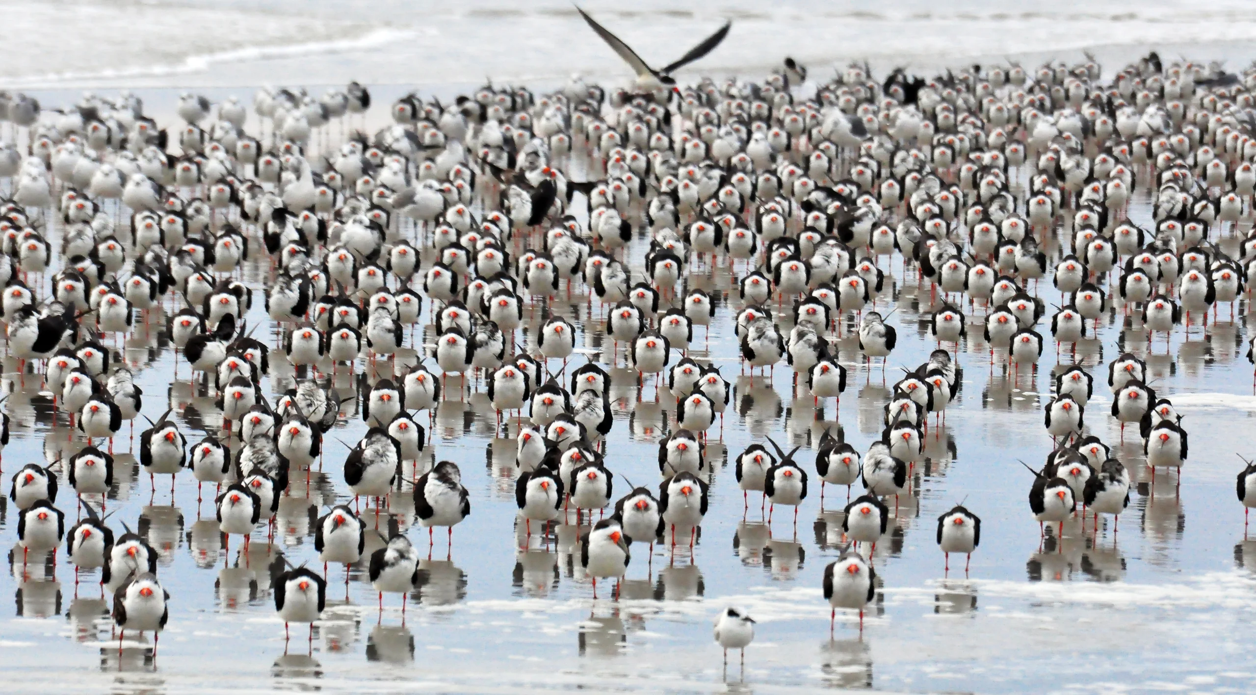 Black Skimmer flock. Photo by Arkorn, Shutterstock.