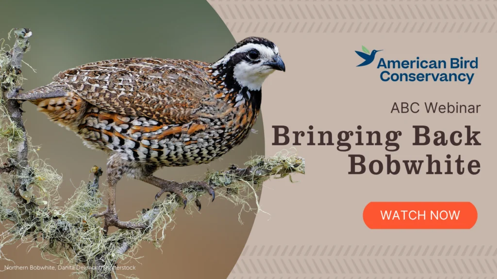 Learn More About Habitat Restoration for Northern Bobwhites