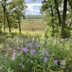 An open oak savanna planted with purple asters and other native blooms attracts birds year-round in southeastern Wisconsin. ABC supporters Barb Carstens and Jim Marrari have restored the property over the last 20 years.