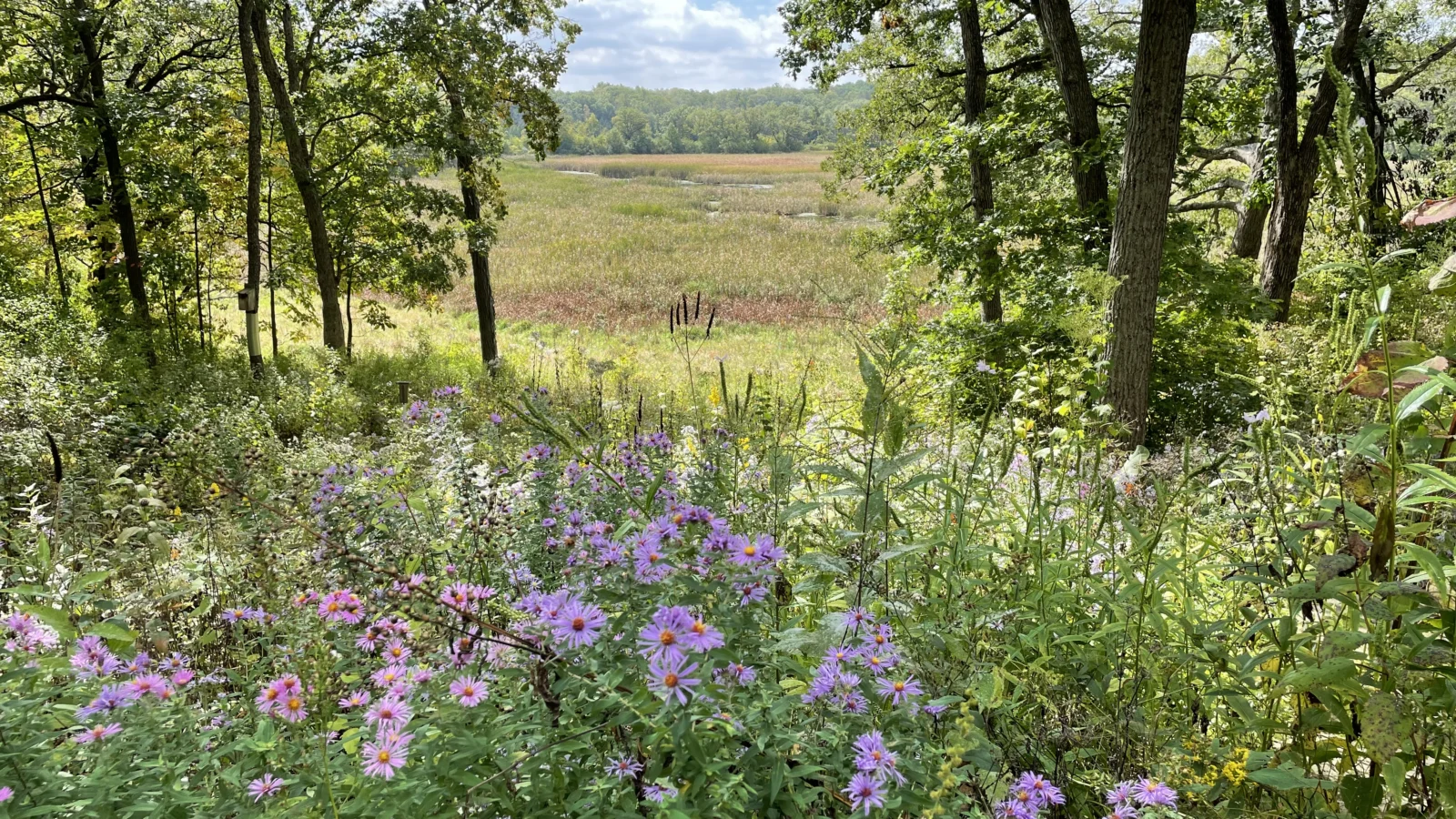 An open oak savanna planted with purple asters and other native blooms attracts birds year-round in southeastern Wisconsin. ABC supporters Barb Carstens and Jim Marrari have restored the property over the last 20 years.