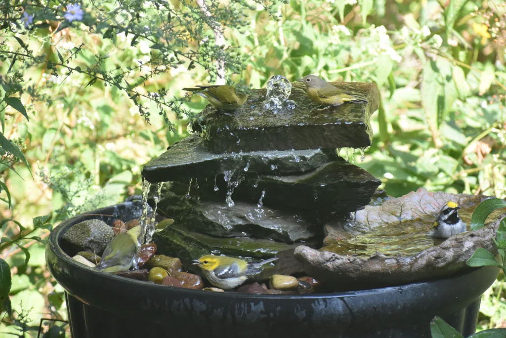 Nashville, Golden-winged, Black-throated Green, and Tennessee Warblers take a dip in a water feature on the Carstens’ property. The couple has stewarded their land in southeastern Wisconsin for birds and other wildlife.