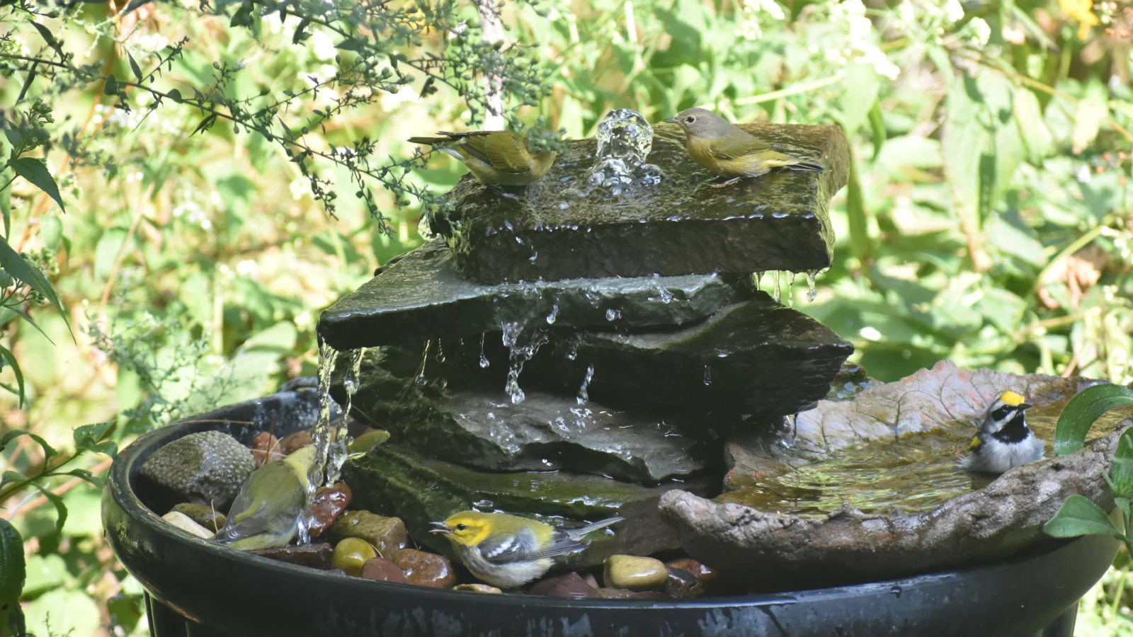 Nashville, Golden-winged, Black-throated Green, and Tennessee Warblers take a dip in a water feature on the Carstens’ property. The couple has stewarded their land in southeastern Wisconsin for birds and other wildlife.