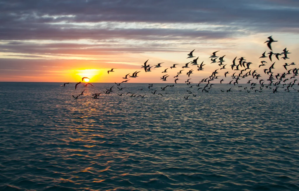 Flock of Black Skimmers in flight at sunset. Photo by Jo Crebbin, Shutterstock.
