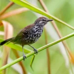 São Paulo Marsh Antwren. Photo by José Eduardo Camargo, photo courtesy of SAVE Brasil.