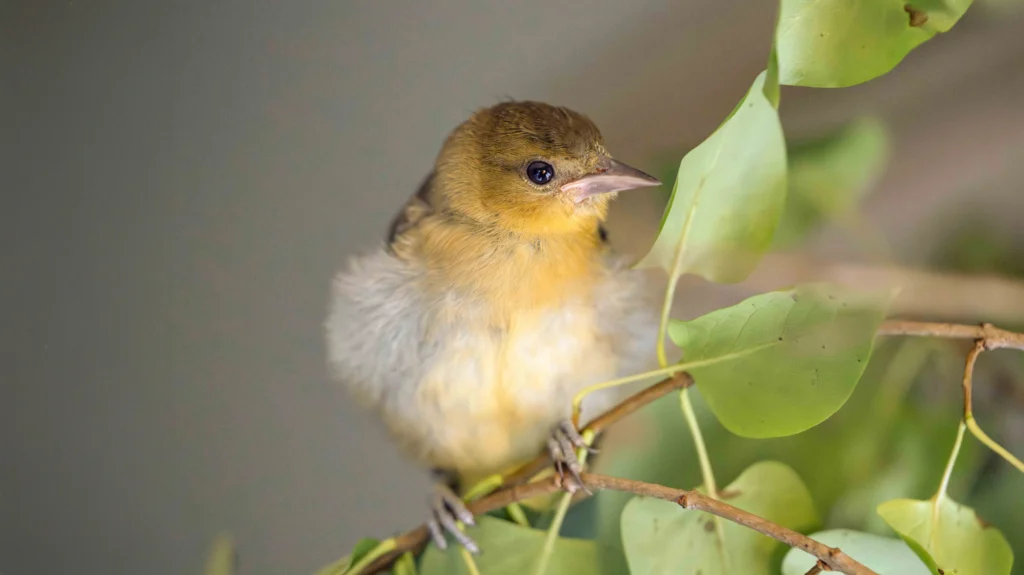 Sparky, a juvenile Baltimore Oriole who was injured as a fledgling and cared for by conservation photographer Melissa Groo.