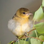 Sparky, a juvenile Baltimore Oriole who was injured as a fledgling and cared for by conservation photographer Melissa Groo.