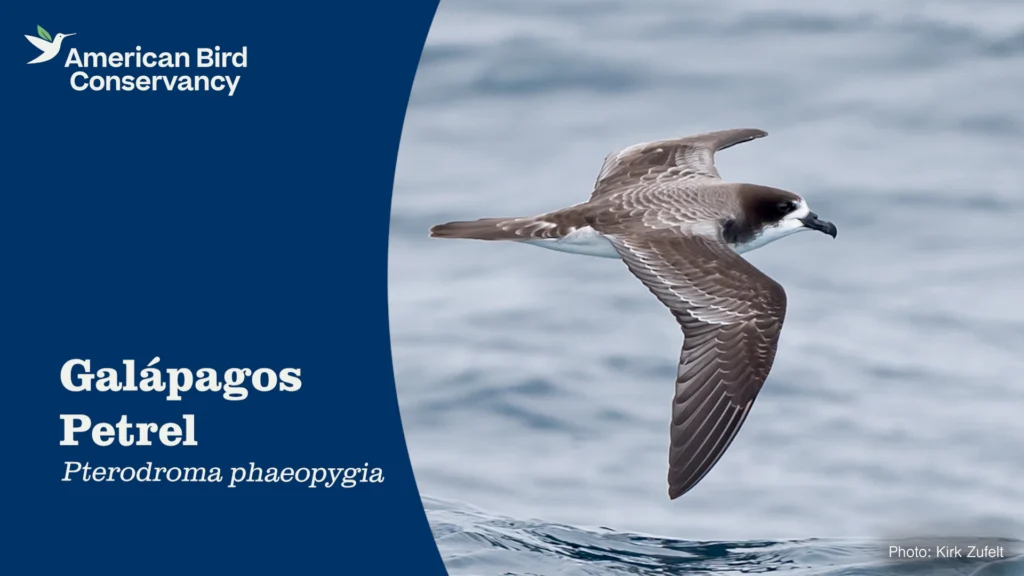 Galapagos Petrel Thumbnail