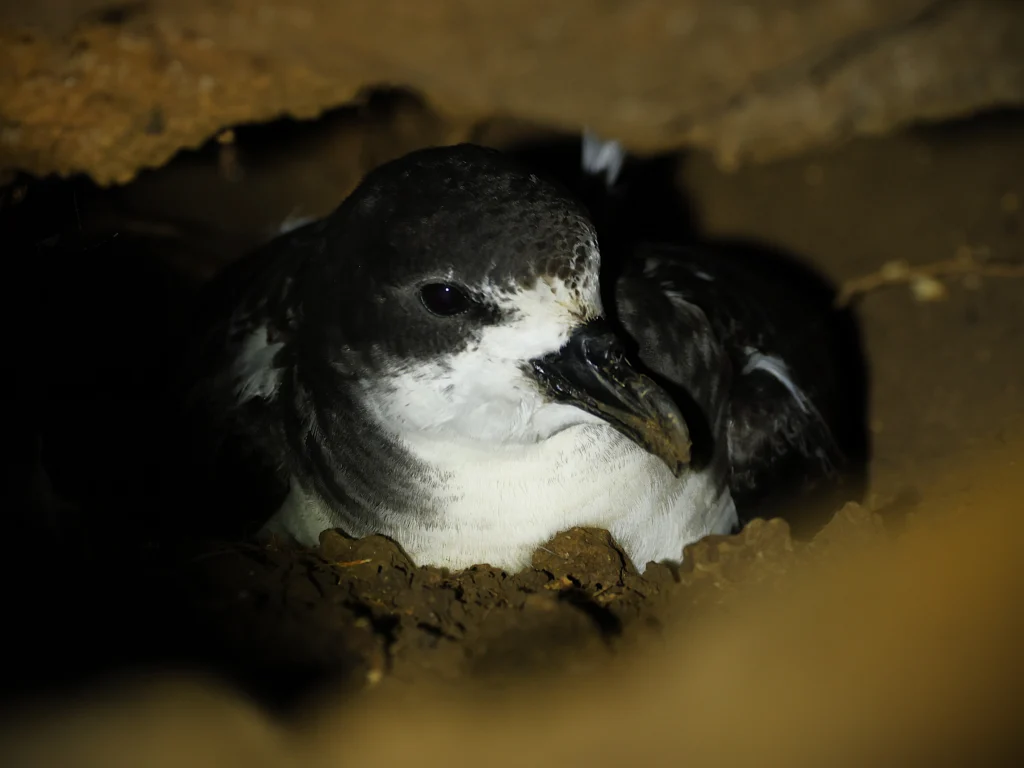 Galápagos Petrel. Photo by John Mills, Cornell Lab of Ornithology | Macaulay Library.