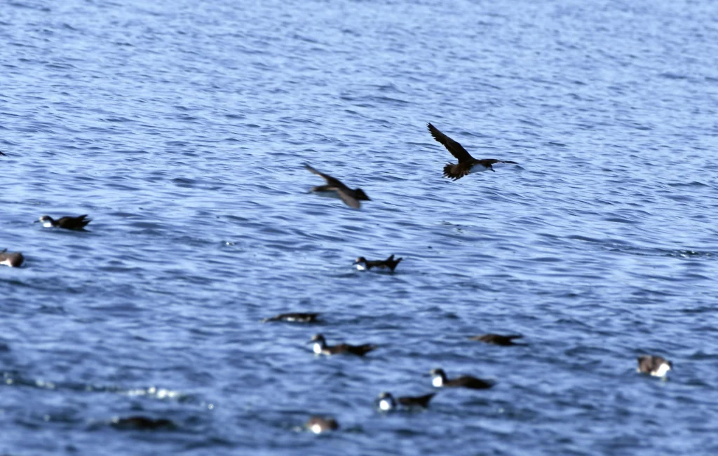 Galápagos Petrel. Photo by Sherri & Camera Guy, Cornell Lab of Ornithology | Macaulay Library.