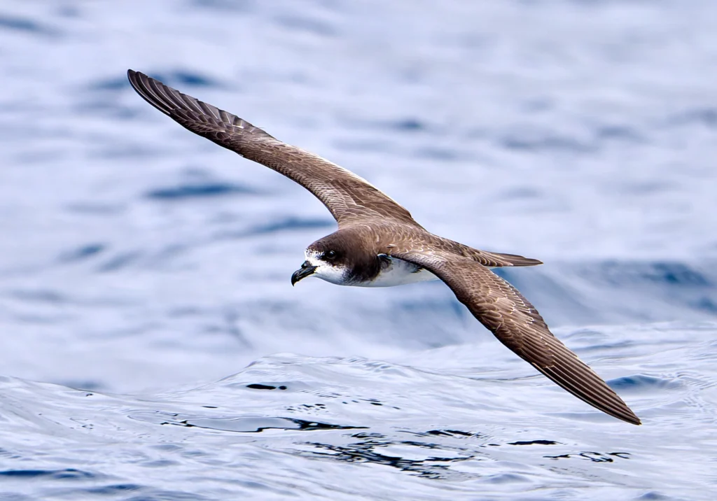 Galápagos Petrel. Photo by Tomáš Grim, Cornell Lab of Ornithology | Macaulay Library.