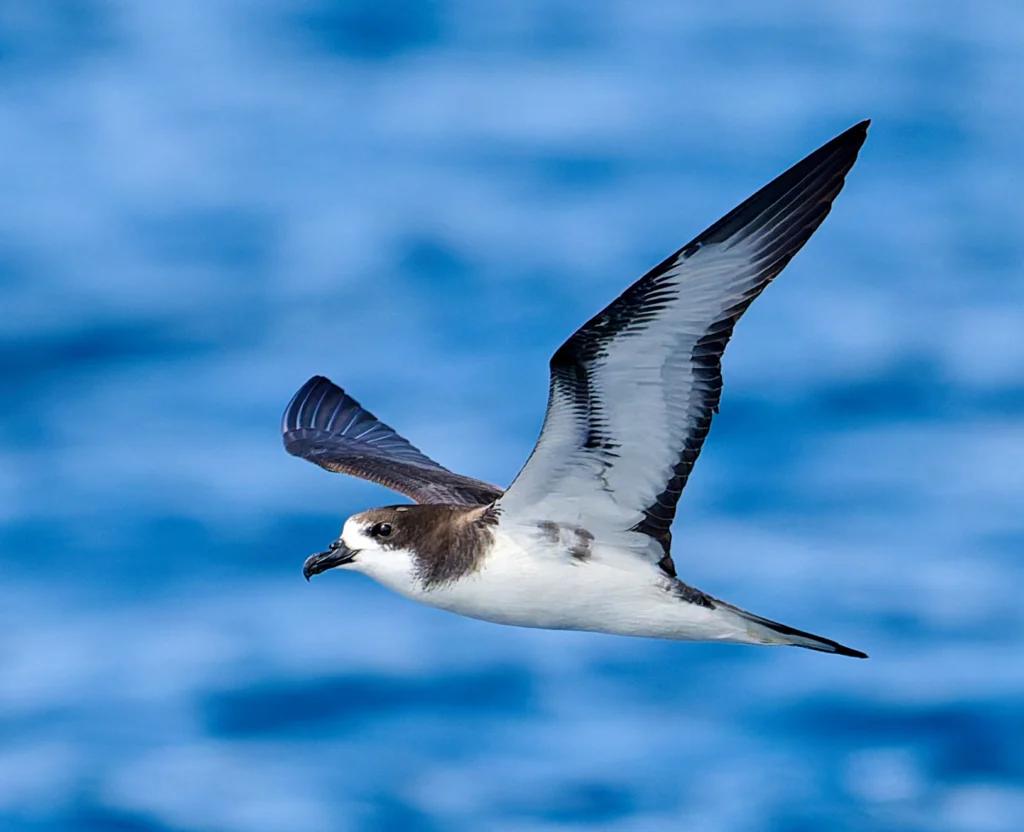 Galápagos Petrel. Photo by Tomáš Grim, Cornell Lab of Ornithology | Macaulay Library.