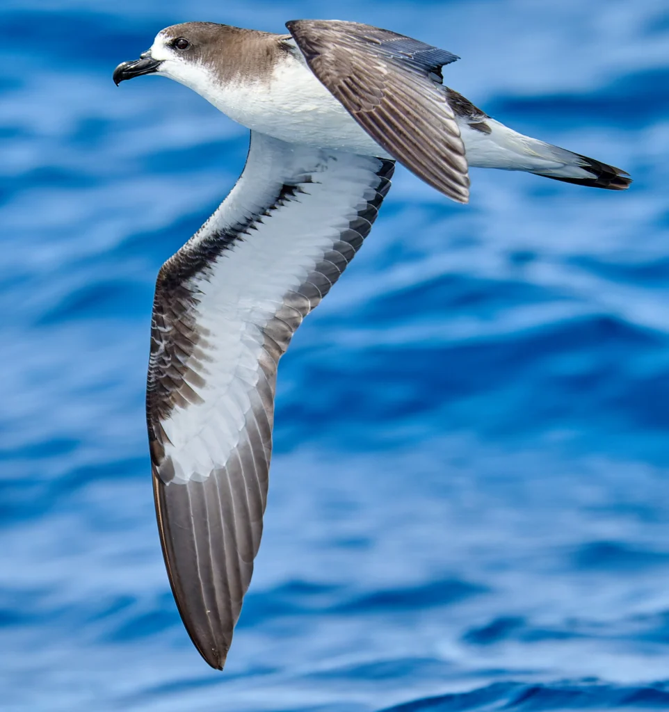 Galápagos Petrel. Photo by Tomáš Grim, Cornell Lab of Ornithology | Macaulay Library.