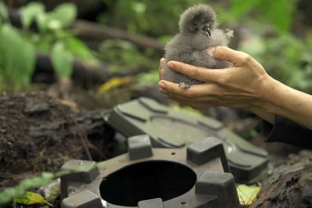 Galapagos Petrel chick and artificial burrow. Photo by Liza Díaz Laloba.