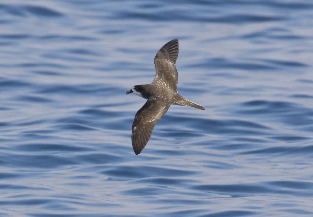 Galápagos Petrel. Photo by Dusan Brinkhuizen.