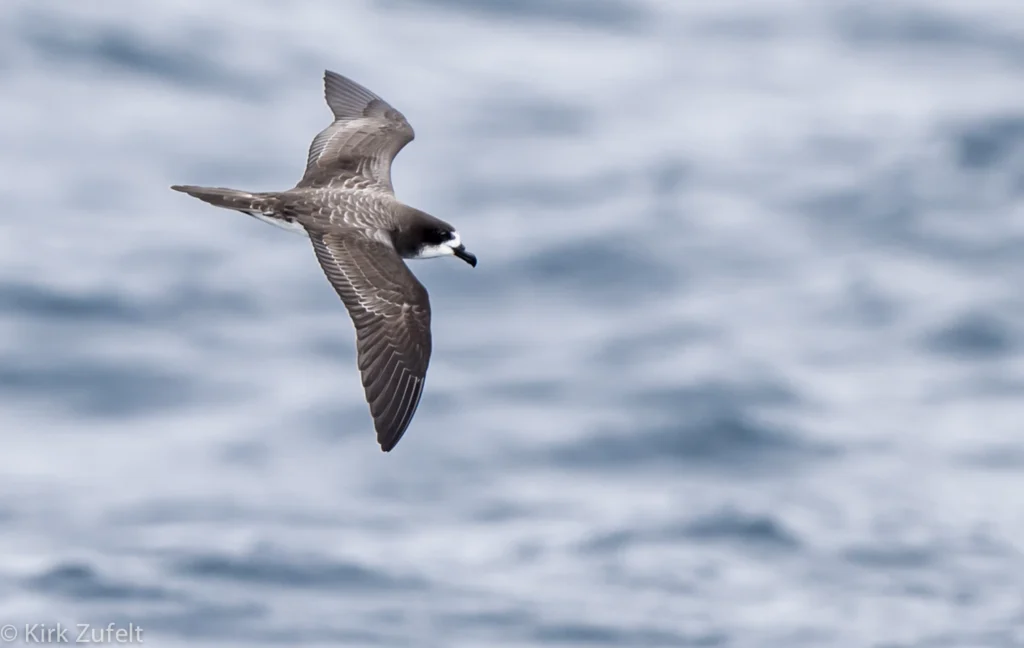 Galápagos Petrel. Photo by Kirk Zufelt.