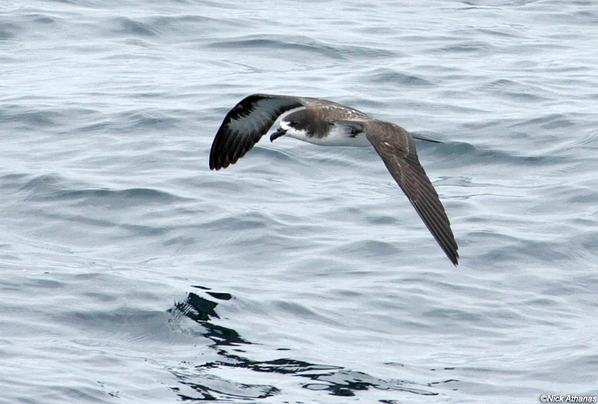Galápagos Petrel. Photo by Nick Athanas.