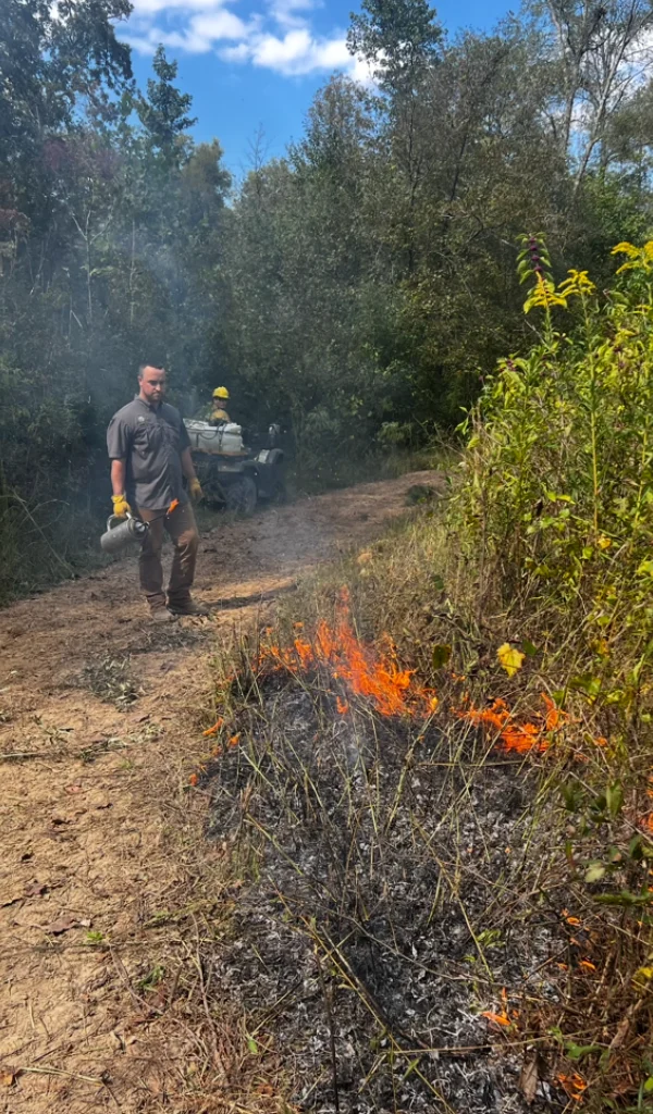 Prescribed burns have helped Miles Goggans restore open pine woodlands in south Arkansas, supporting bird habitat and bringing birds like Northern Bobwhite back to the land.
