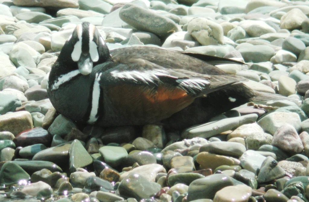Harlequin Duck. Photo by Dan Casey.