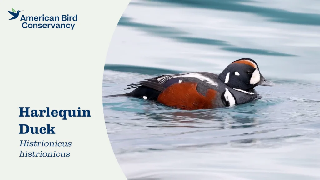 Harlequin Duck YT thumb
