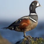 Harlequin Duck drake. Photo by Ray Hennessy, Shutterstock.