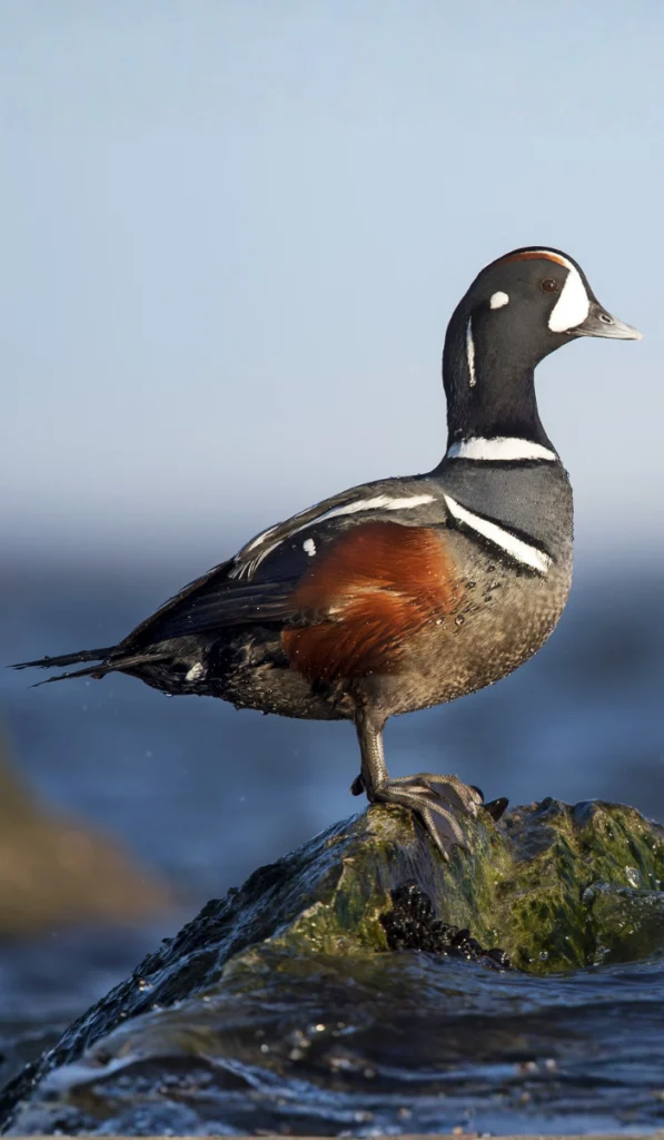 Harlequin Duck drake. Photo by Ray Hennessy, Shutterstock.