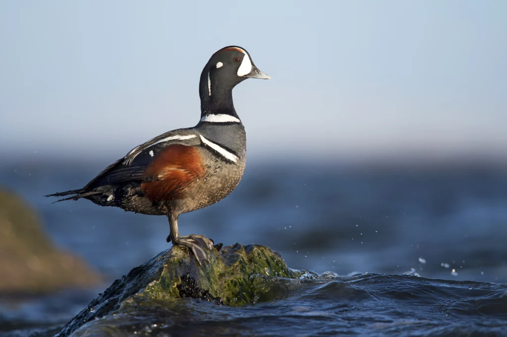 Harlequin Duck drake. Photo by Ray Hennessy, Shutterstock.