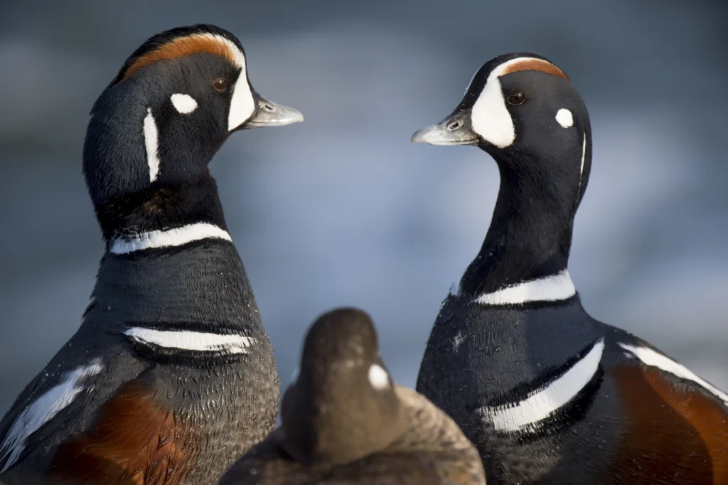 Harlequin Ducks. Photo by Ray Hennessy, Shutterstock.