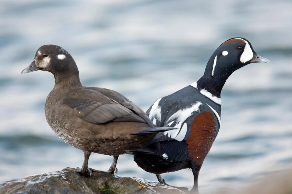 Harlequin Duck pair. Photo by Ray Hennessy, Shutterstock.
