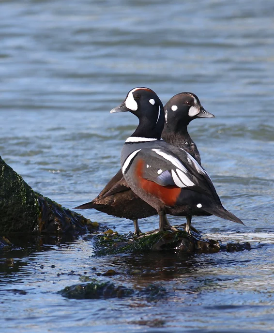Harlequin Ducks. Photo by Bill Hubick.