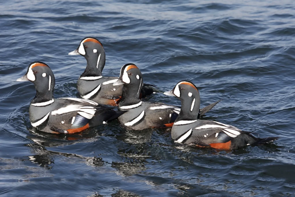 Harlequin Ducks. Photo by Steve Byland, Shutterstock.