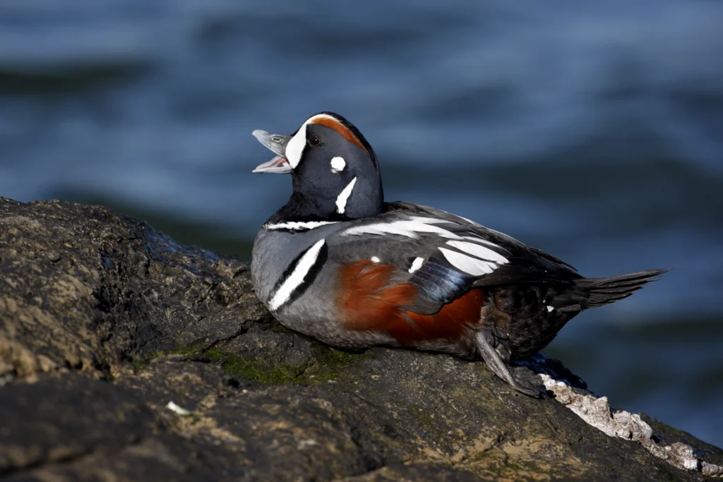 Harlequin Duck. Photo by Erni, Shutterstock.