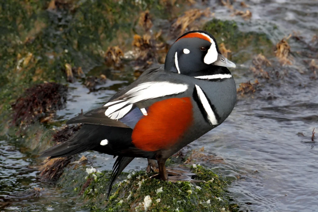 Harlequin Duck. Photo by Steve Byland, Shutterstock.