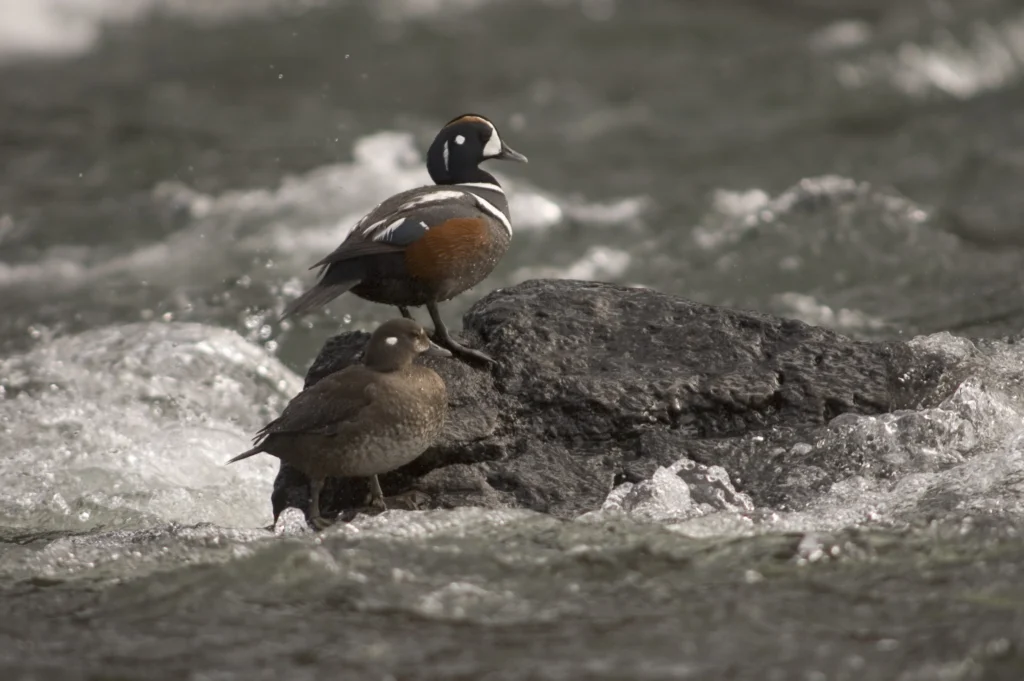 Harlequin Duck. Photo by Tony Campbell, Shutterstock.